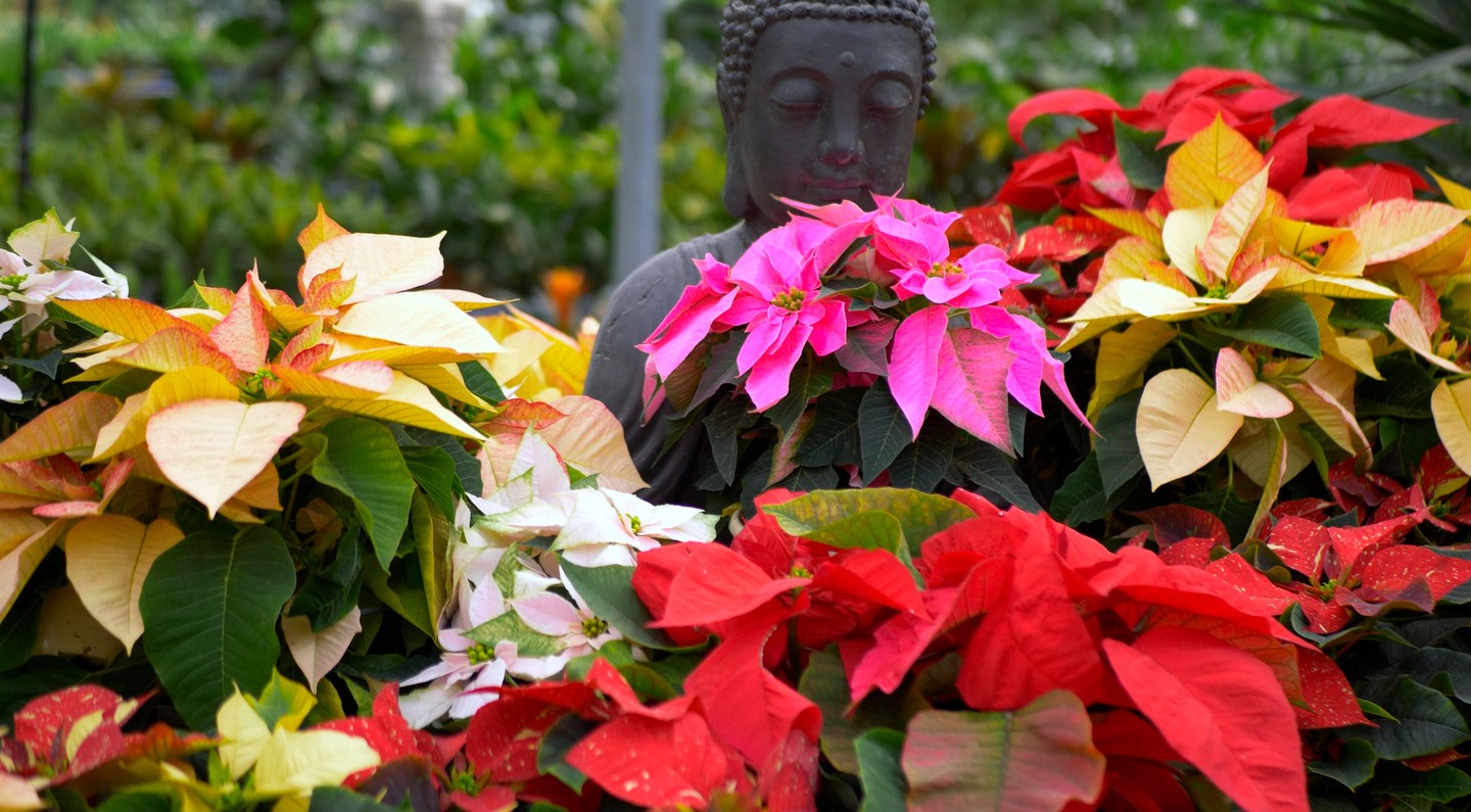 🌺El que ama y entiende un jardín encontrará la alegría en su interior. Este año sorprende a tus familiares y amigos con nuestra stock de Flores de Navidad, Viveros Infraplant #navidades #flores #viveroschiclana