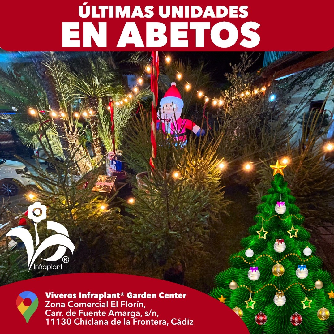 ÚLTIMAS UNIDADES EN ABETOS, a que esperas si todavía no tienes el árbol de la Navidad. #viveroschiclana #abetos
