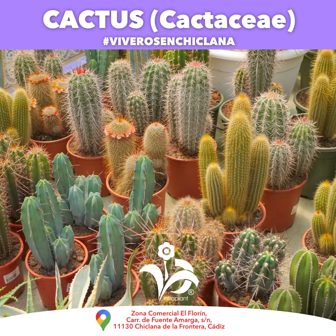 Si te encantan 😍 los #cactus tienes tu lugar perfecto en @viverosinfraplant donde tenemos un amplio stock de todo tipo de stock de variedades y tamaños.

#cactus #cactuslover #viveros #chiclanadelafrontera